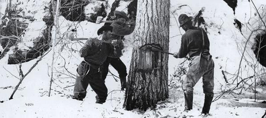 Men cutting trees