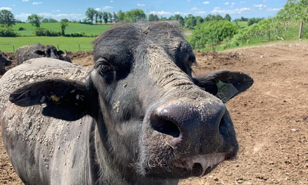 Water buffalo