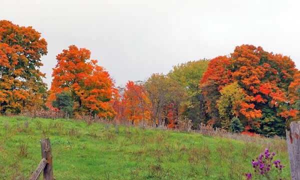  Pasture in the fall