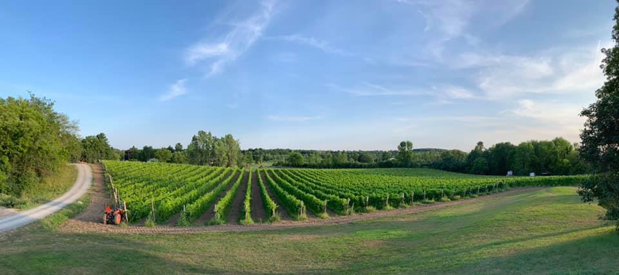 vineyard